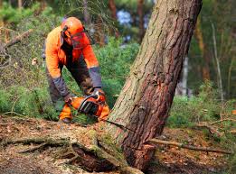 Best Storm Damage Tree Cleanup  in Florence, AL