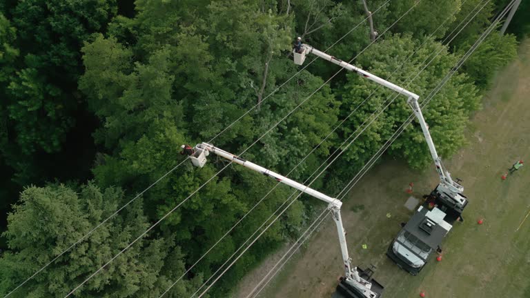Tree and Shrub Care in Florence, AL