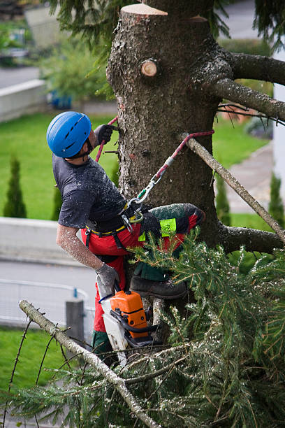 Best Lawn Pest Prevention  in Florence, AL