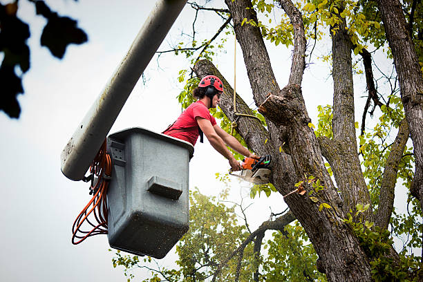 Best Stump Grinding and Removal  in Florence, AL