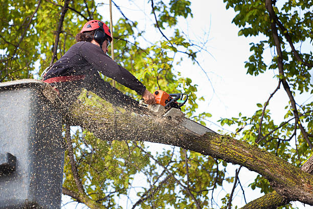 Organic Lawn Care Solutions in Florence, AL