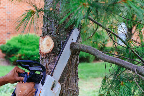 Best Firewood Processing and Delivery  in Florence, AL